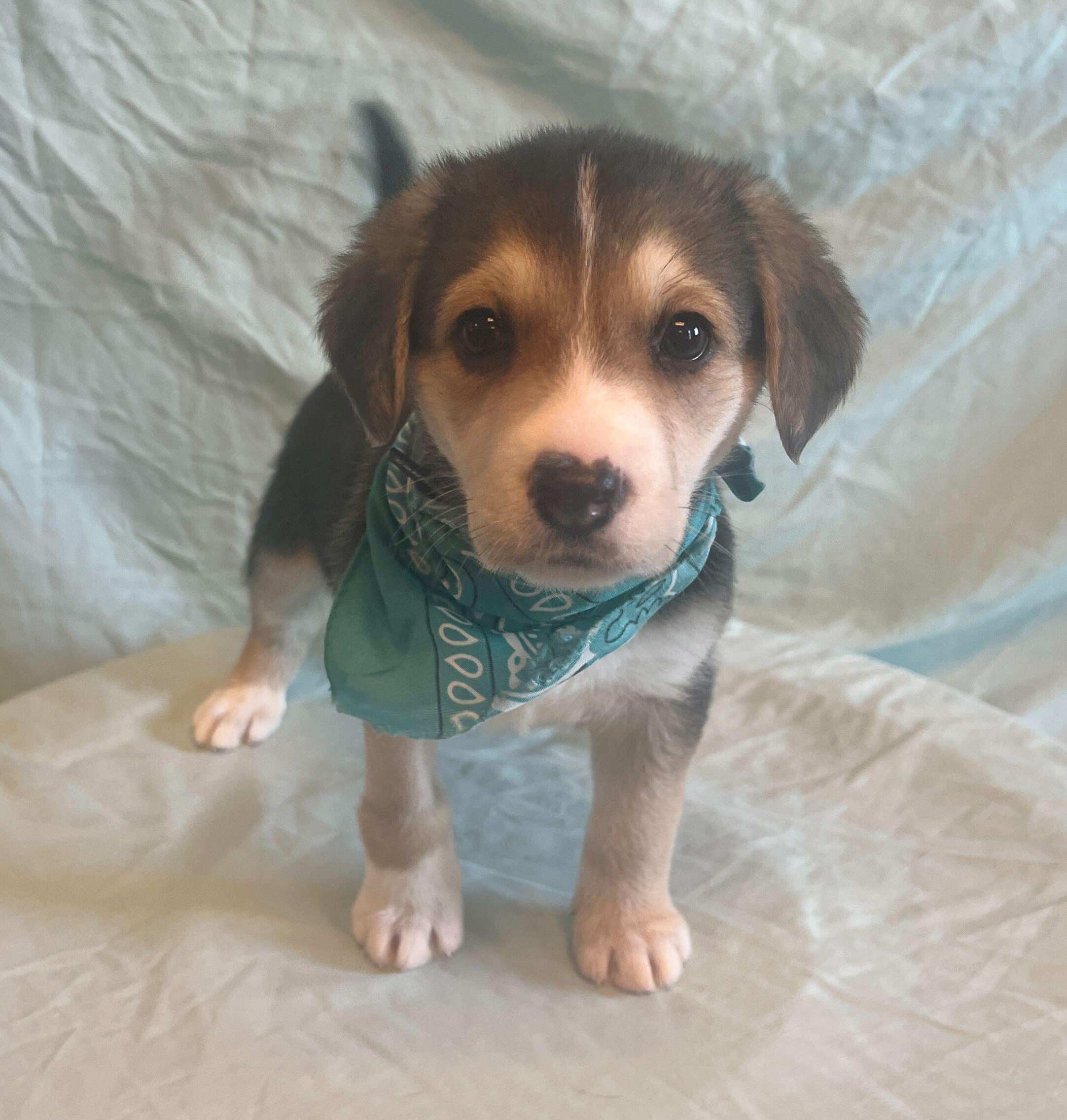 Cubone, adopted, Puppy Female Mixed Breed.