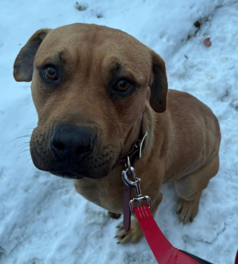 Enlarge Butter, a Adoptable mixed breed in Warren, MI image 1/4