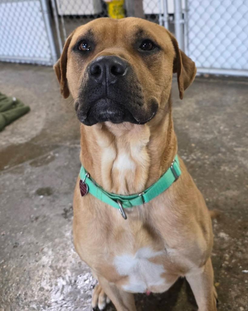 Enlarge Butter, a Adoptable mixed breed in Warren, MI image 2/4