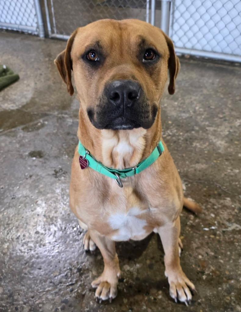 Enlarge Butter, a Adoptable mixed breed in Warren, MI image 3/4
