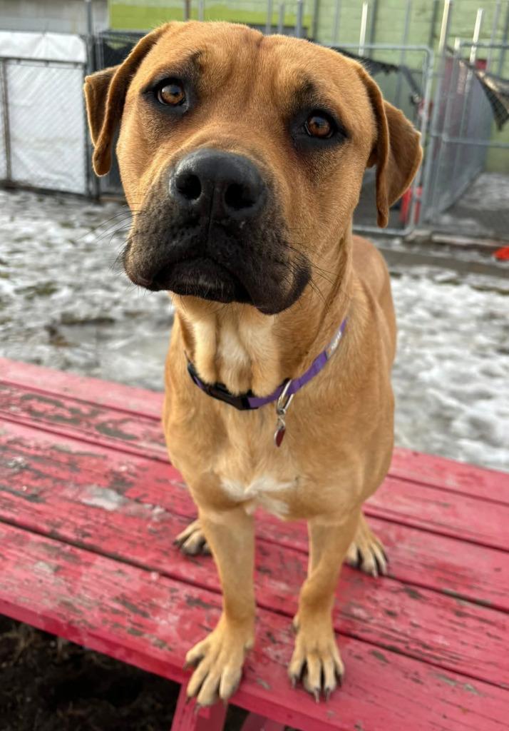 Enlarge Butter, a Adoptable mixed breed in Warren, MI image 4/4
