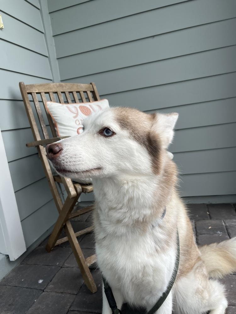Nova, Adoptable, Adult Female Siberian Husky.