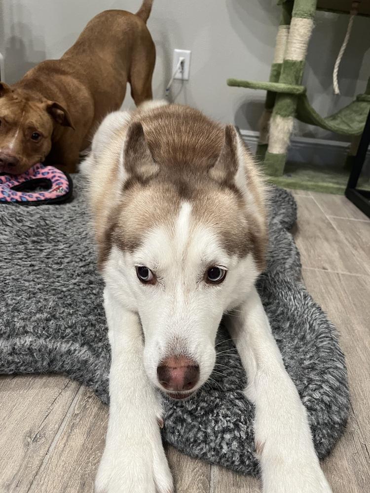 Enlarge Nova, a Adoptable mixed breed in Orlando, FL image 2/4