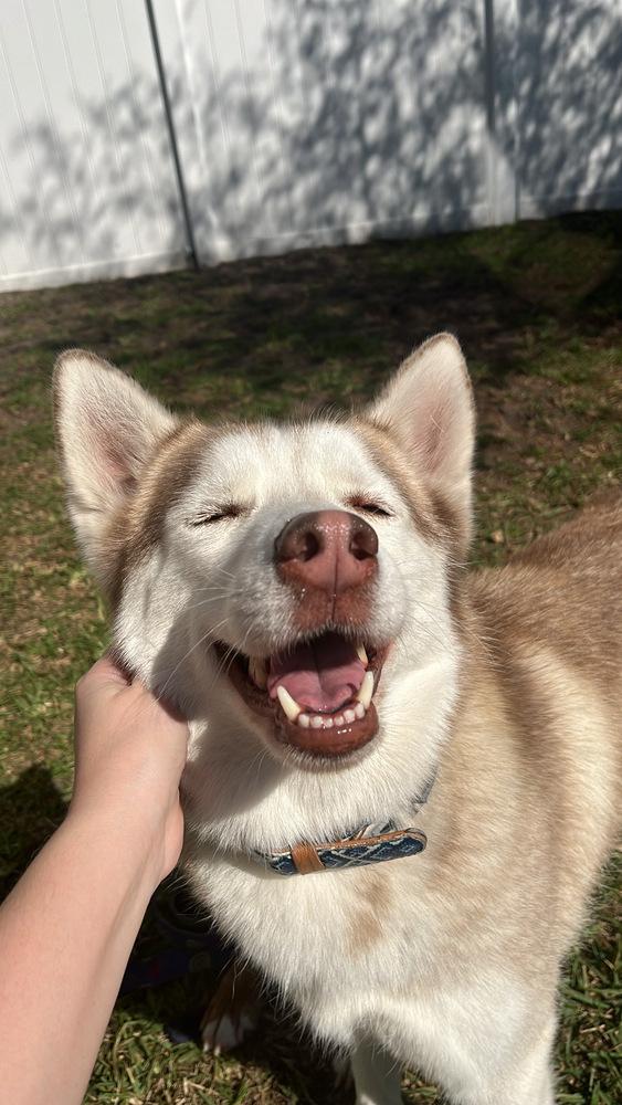 Enlarge Nova, a Adoptable mixed breed in Orlando, FL image 3/4