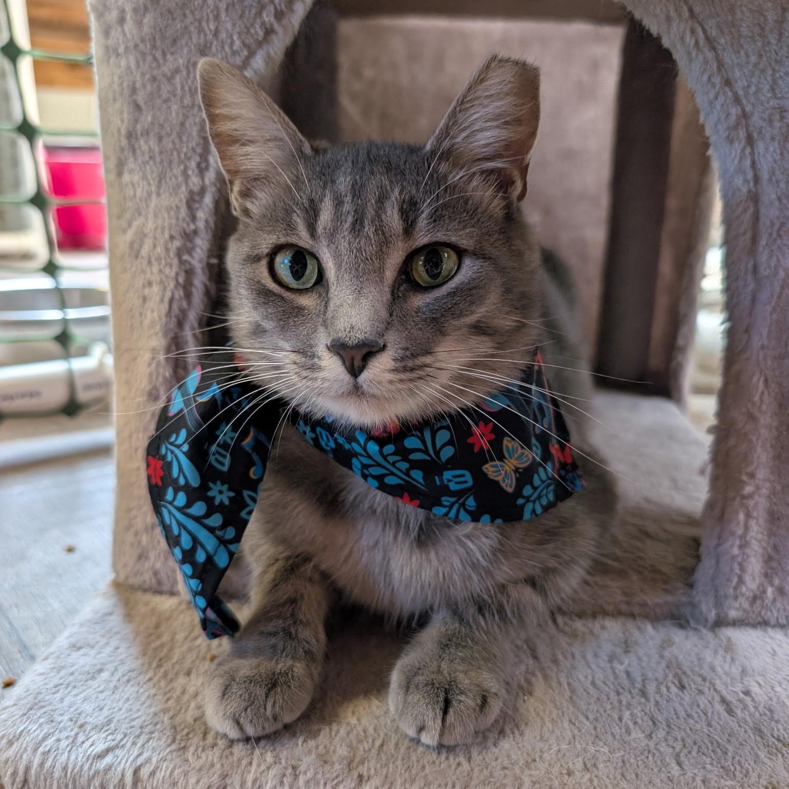 Enlarge Iris, a Adoptable Domestic Short Hair in Waynesville, NC image 2/4