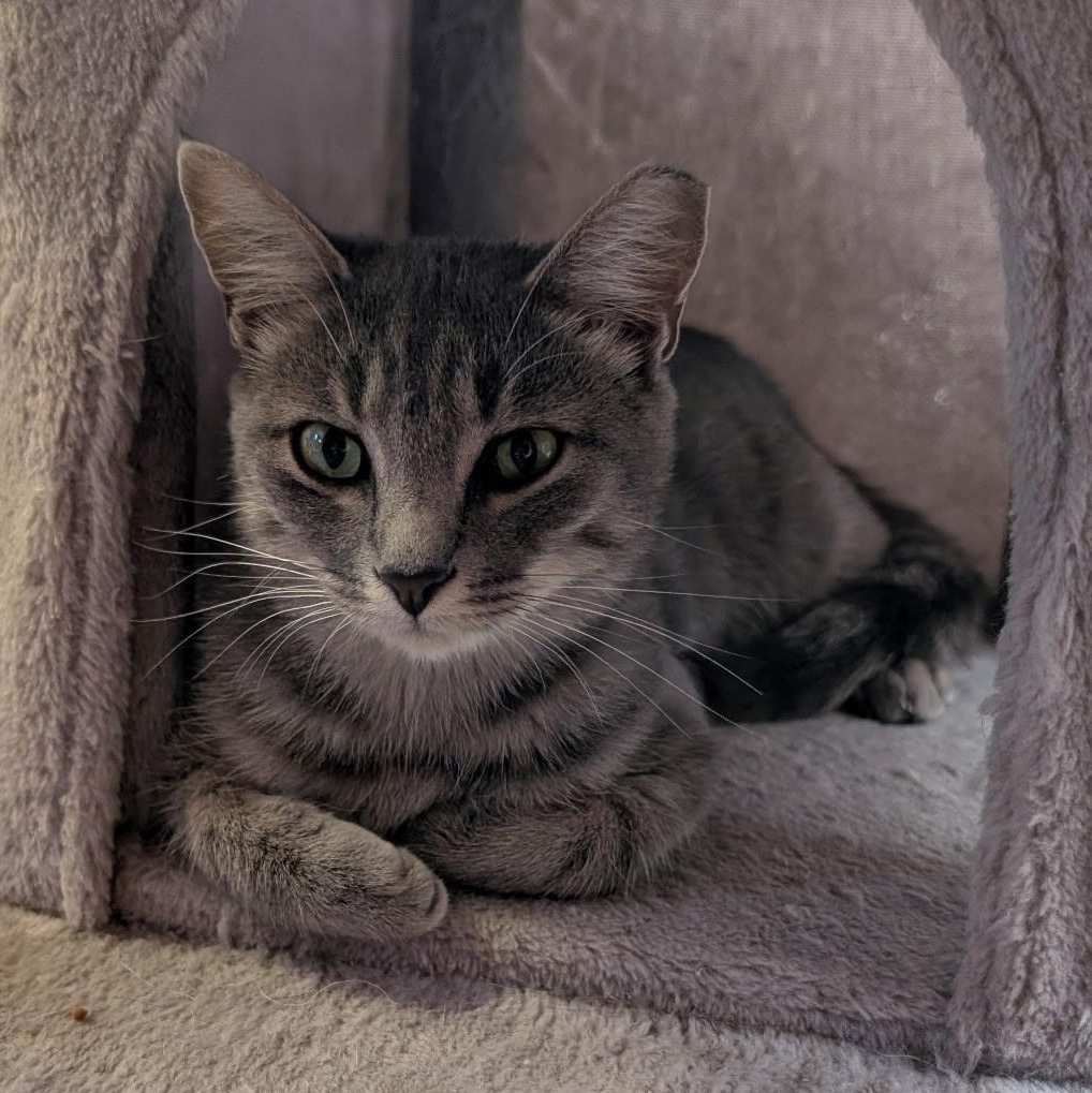 Enlarge Iris, a Adoptable Domestic Short Hair in Waynesville, NC image 3/4