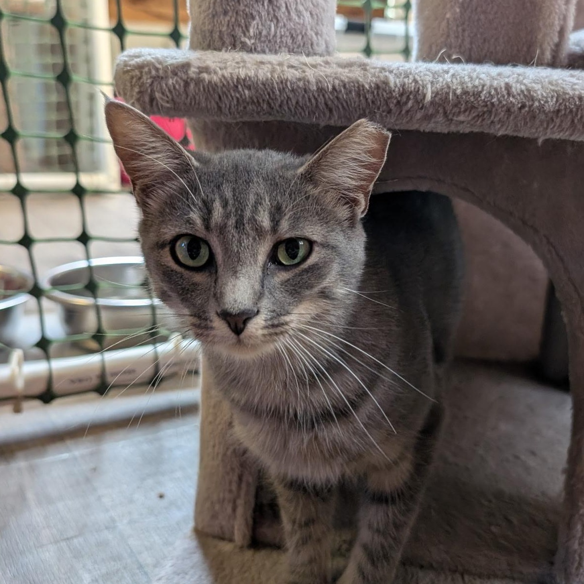 Enlarge Iris, a Adoptable Domestic Short Hair in Waynesville, NC image 4/4