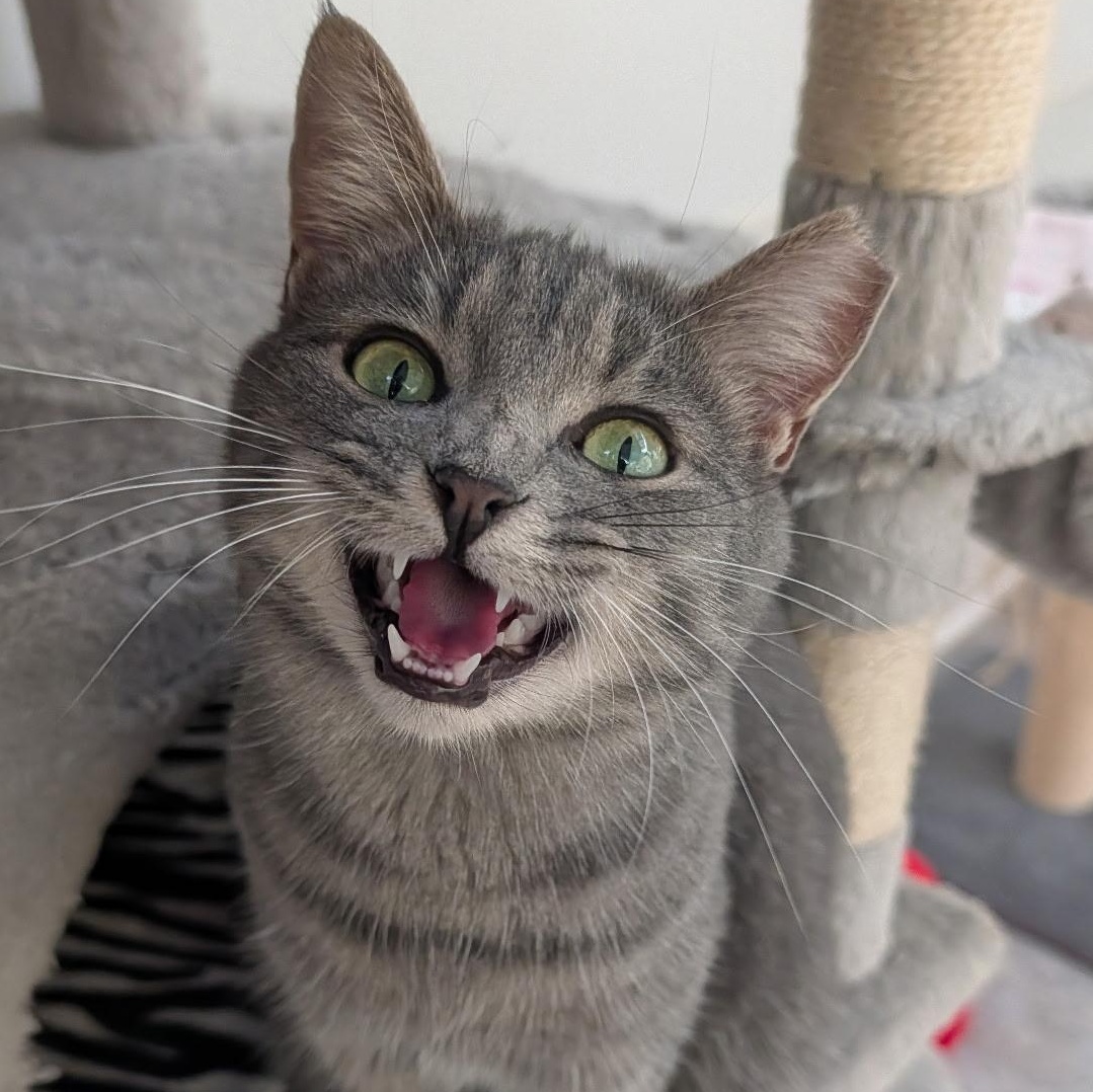 Enlarge Iris, a Adoptable Domestic Short Hair in Waynesville, NC image 1/4