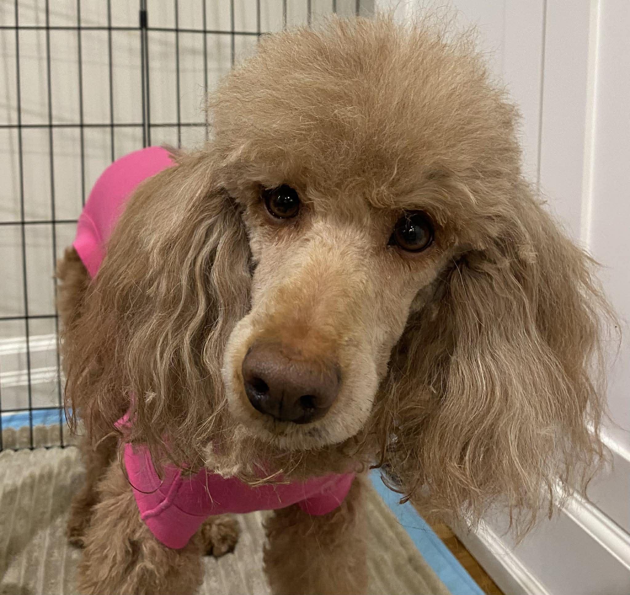 Enlarge Rosie, a ADOPTABLE Miniature Poodle in Toronto, ON image 2/3