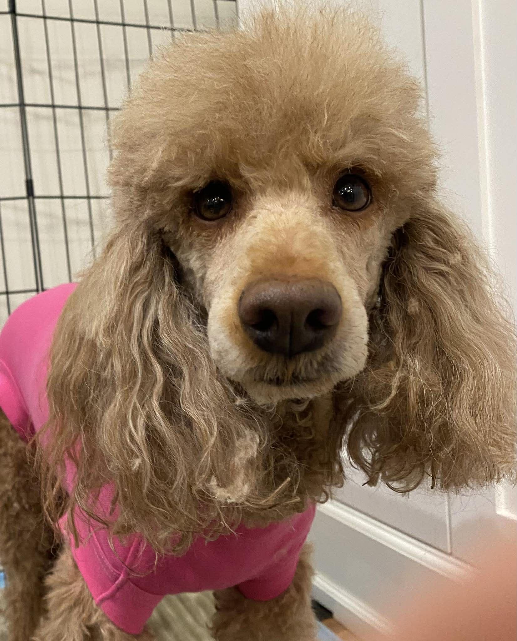 Rosie, ADOPTABLE, Adult Female Miniature Poodle.