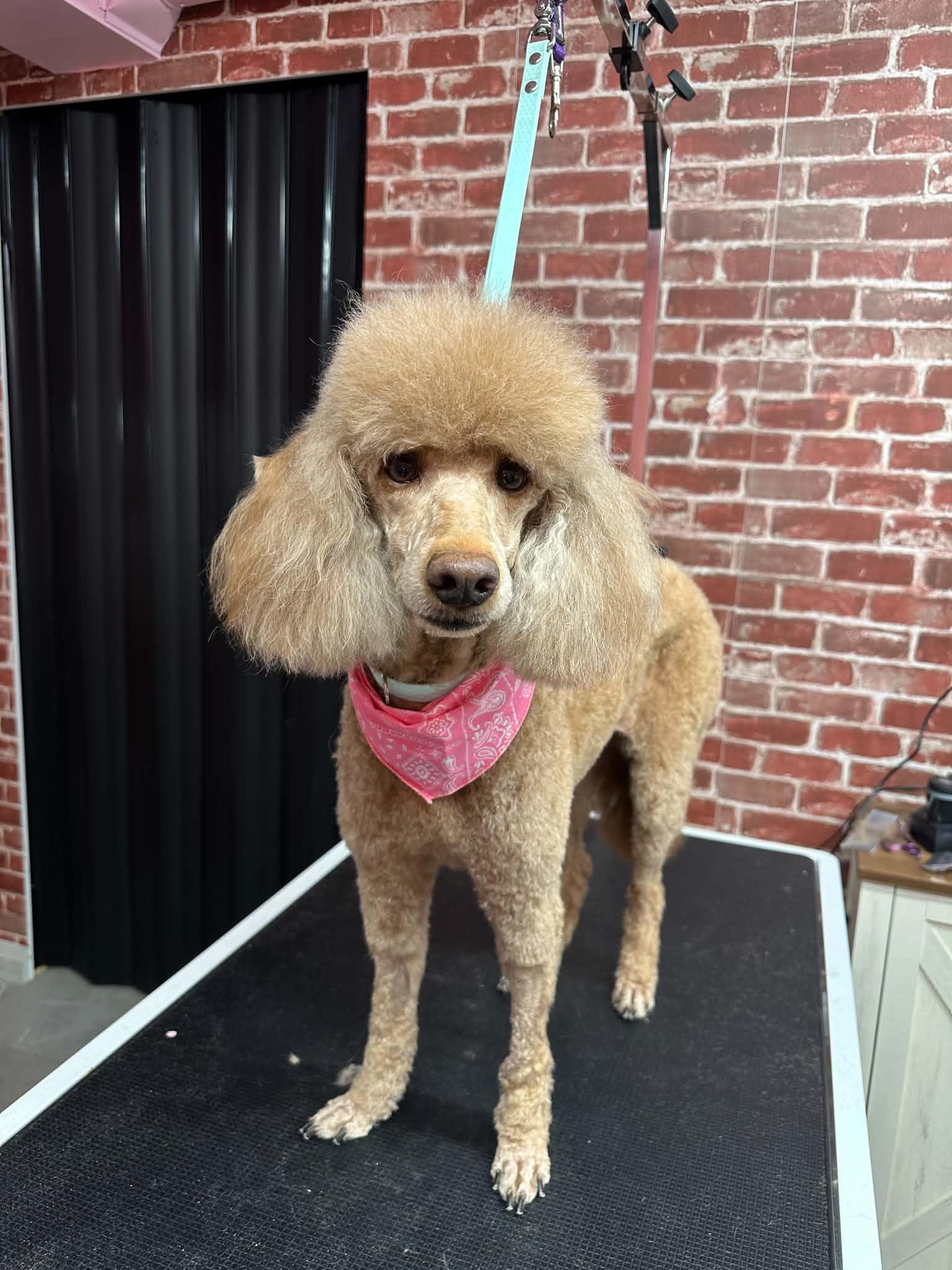 Enlarge Rosie, a ADOPTABLE Miniature Poodle in Toronto, ON image 3/3