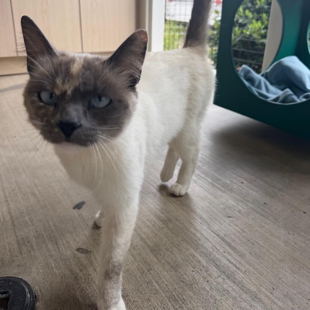 Love, Adoptable, Adult Female Siamese.
