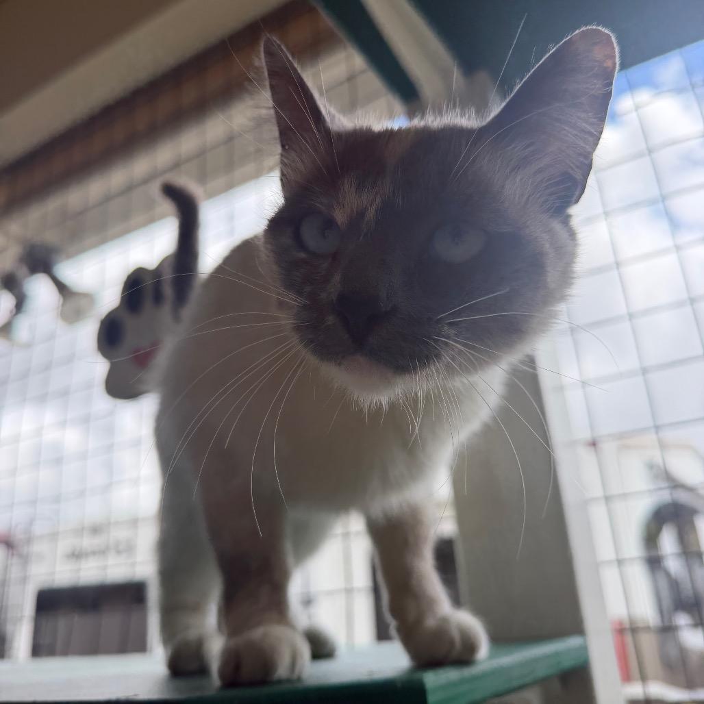 Love, a Adoptable Siamese in Buellton, CA image 2/6