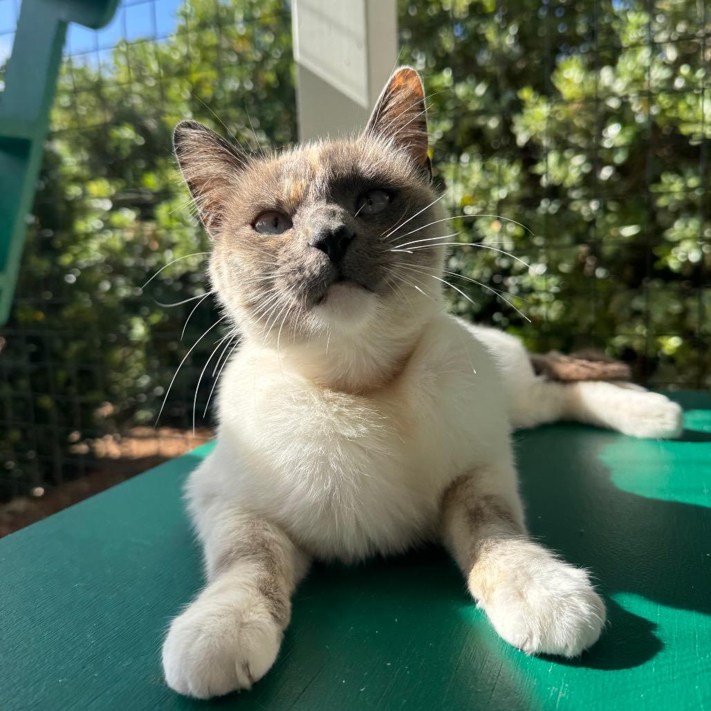 Love, a Adoptable Siamese in Buellton, CA image 3/6