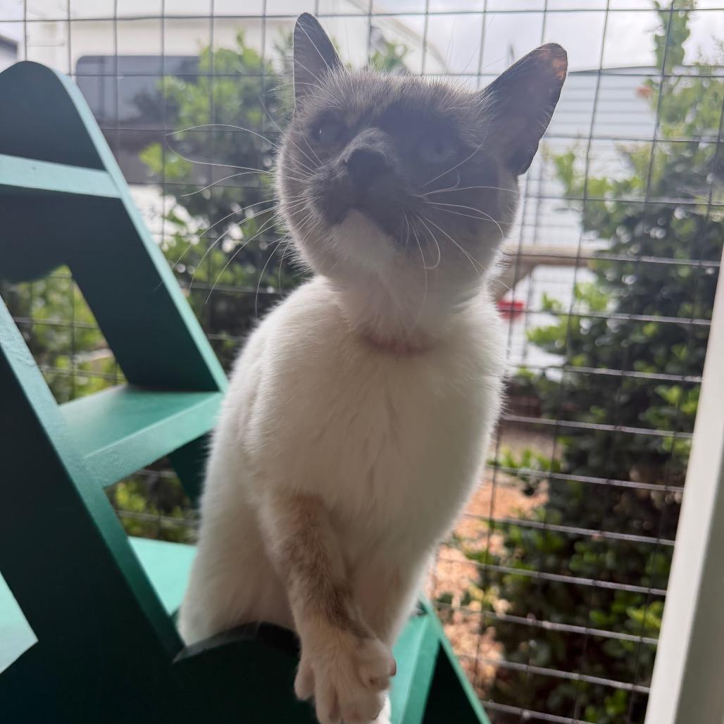 Love, a Adoptable Siamese in Buellton, CA image 4/6