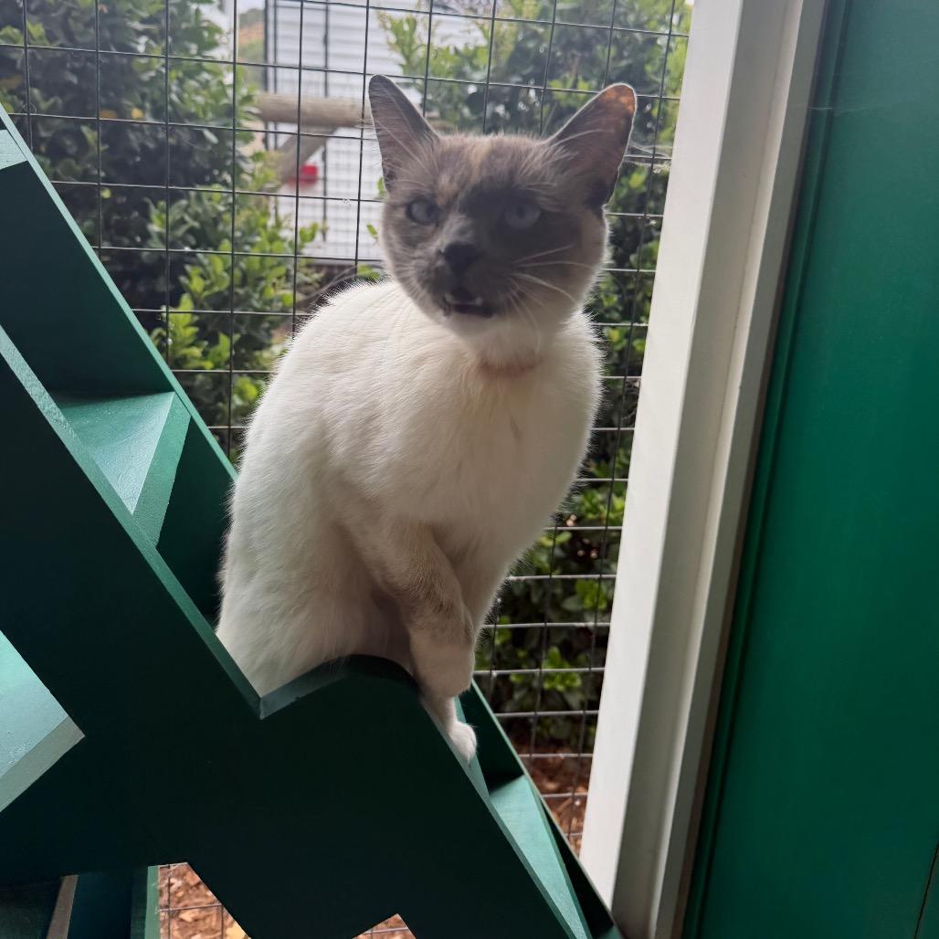 Love, a Adoptable Siamese in Buellton, CA image 5/6
