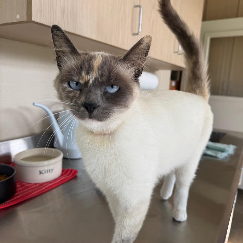 Love, a Adoptable Siamese in Buellton, CA image 6/6