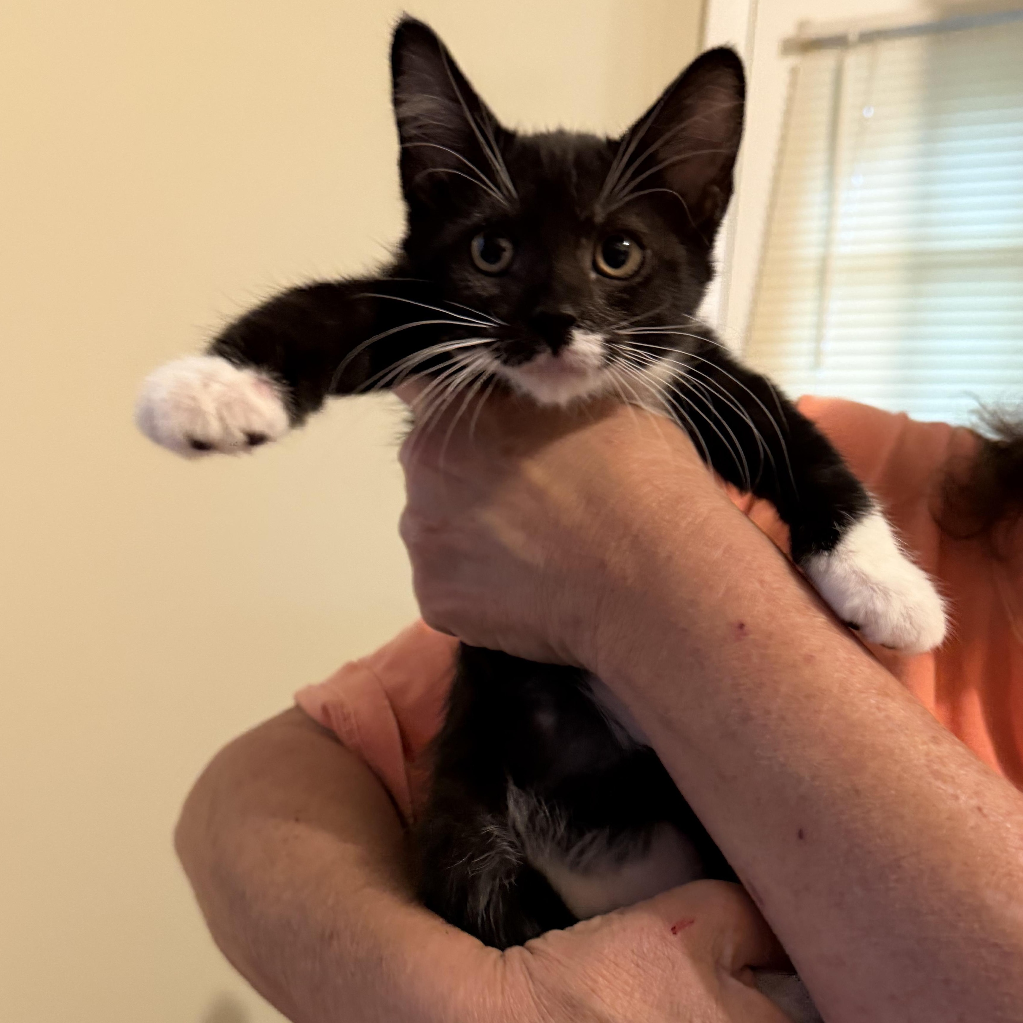 Enlarge Ginny, a Adoptable Domestic Short Hair in Brentwood, NY image 1/3