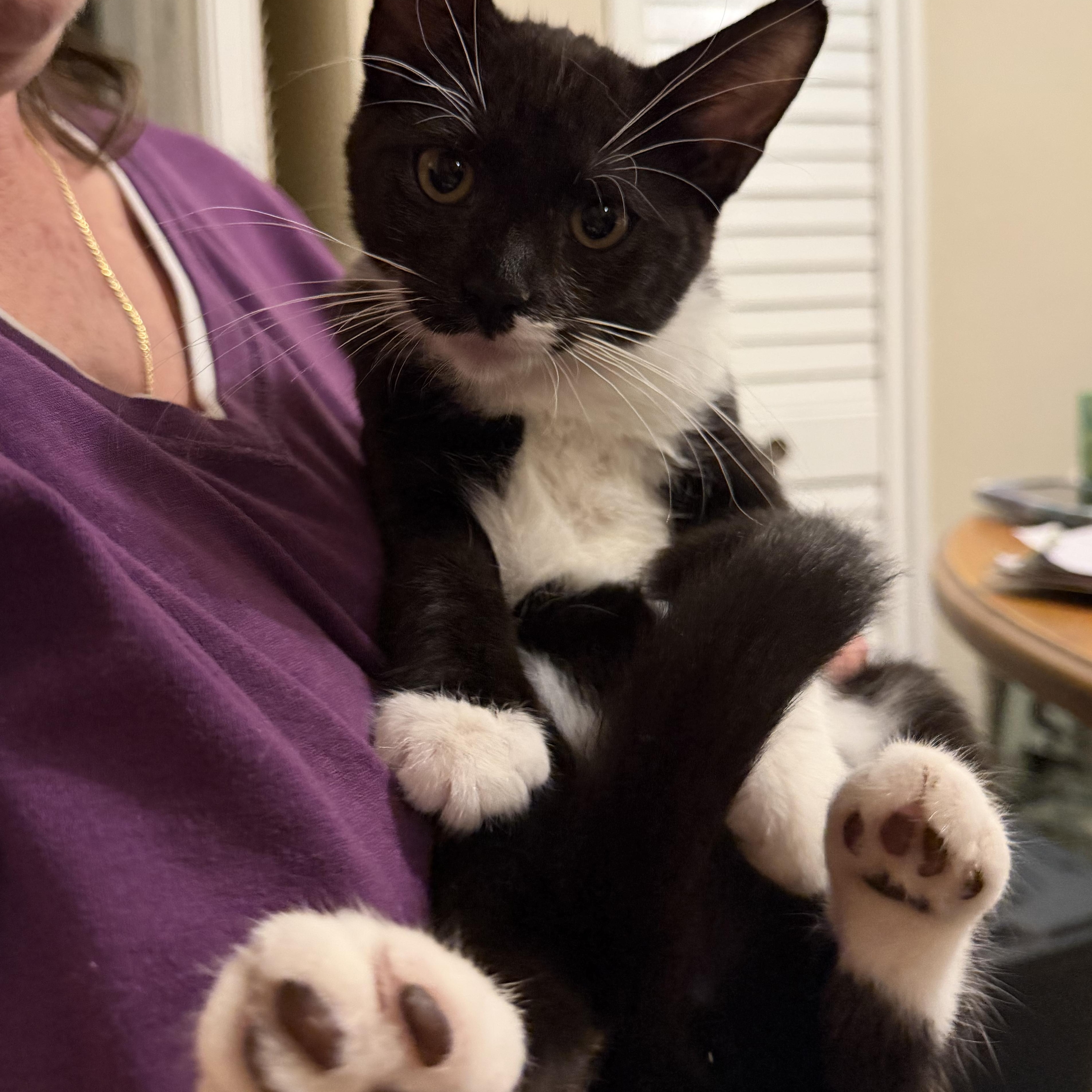 Enlarge Ginny, a Adoptable Domestic Short Hair in Brentwood, NY image 2/3