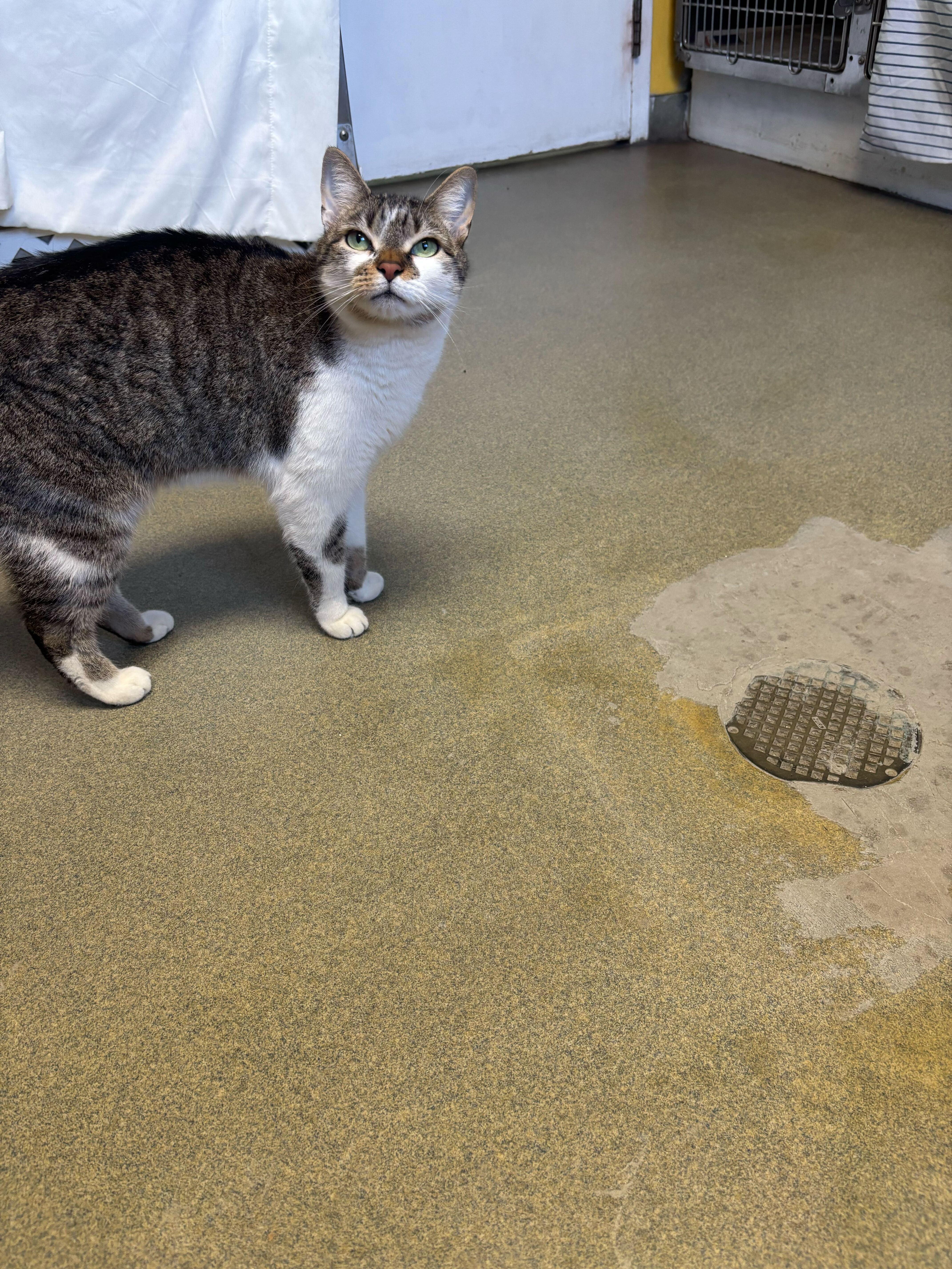 Enlarge Leo, a ADOPTABLE Domestic Short Hair in Manchester, NH image 1/1