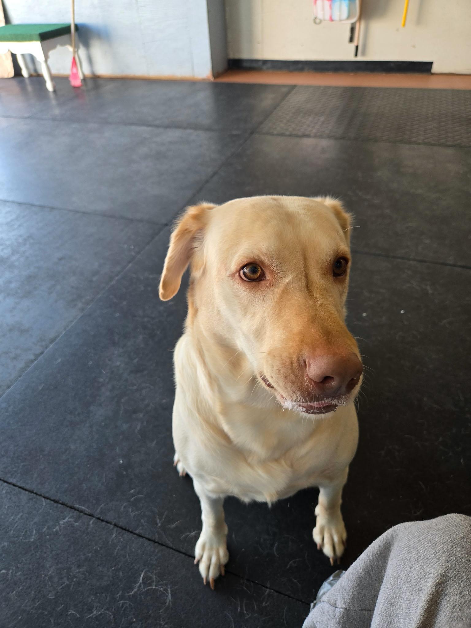 Enlarge Addie, an adoption pending Labrador Retriever in Warrington, PA image 3/6