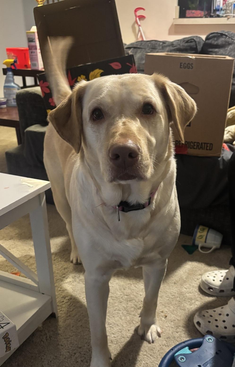 Enlarge Addie, an adoption pending Labrador Retriever in Warrington, PA image 2/6