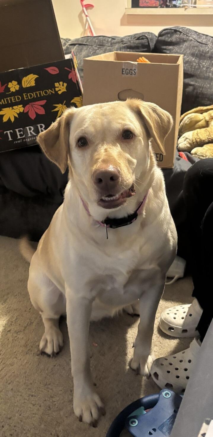 Enlarge Addie, an adoption pending Labrador Retriever in Warrington, PA image 1/6