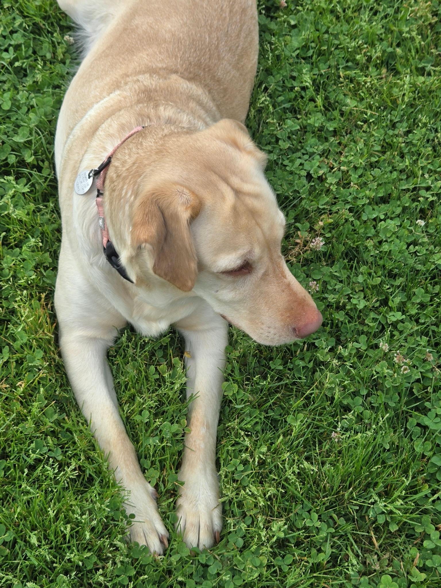 Enlarge Addie, an adoption pending Labrador Retriever in Warrington, PA image 4/6
