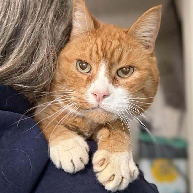 Enlarge Mittens, a Adoptable Domestic Short Hair in Ramona, CA image 1/6