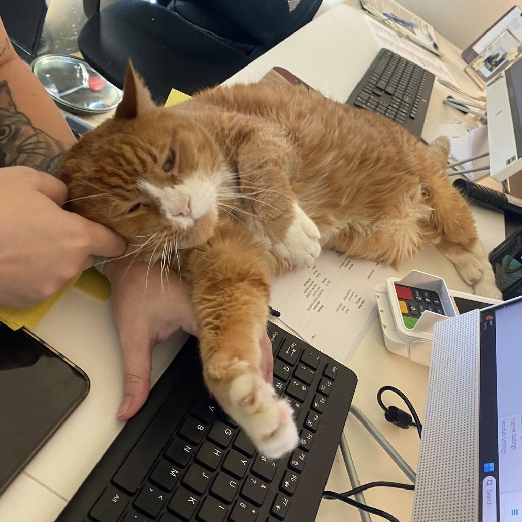 Mittens — thumbnail 3