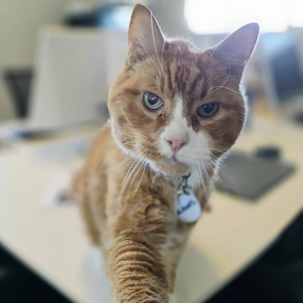 Mittens — thumbnail 4