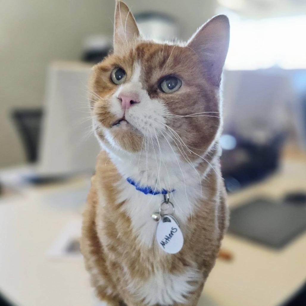 Mittens — thumbnail 5