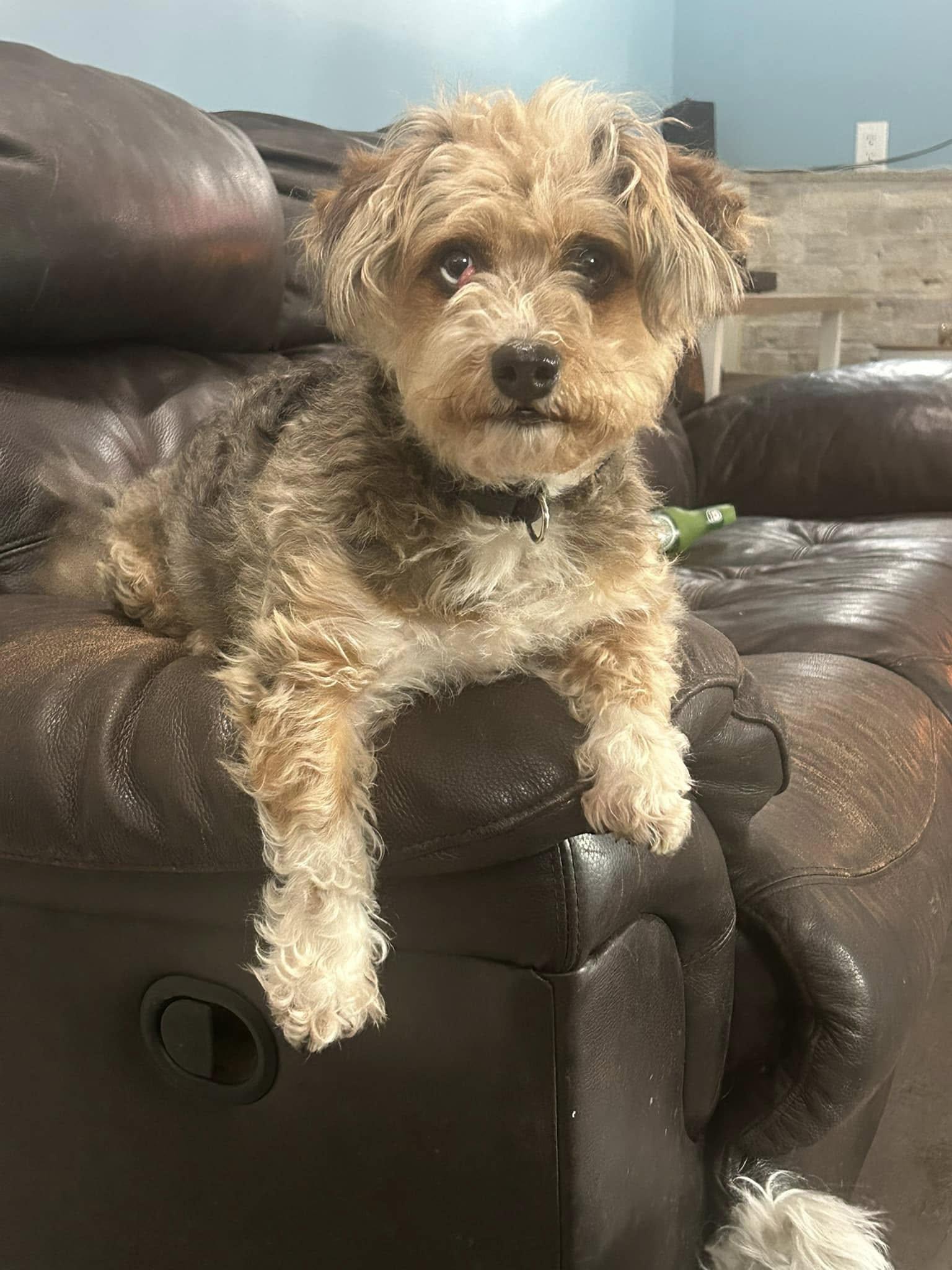 Jazz (D1830) and Wobbles (D1831)