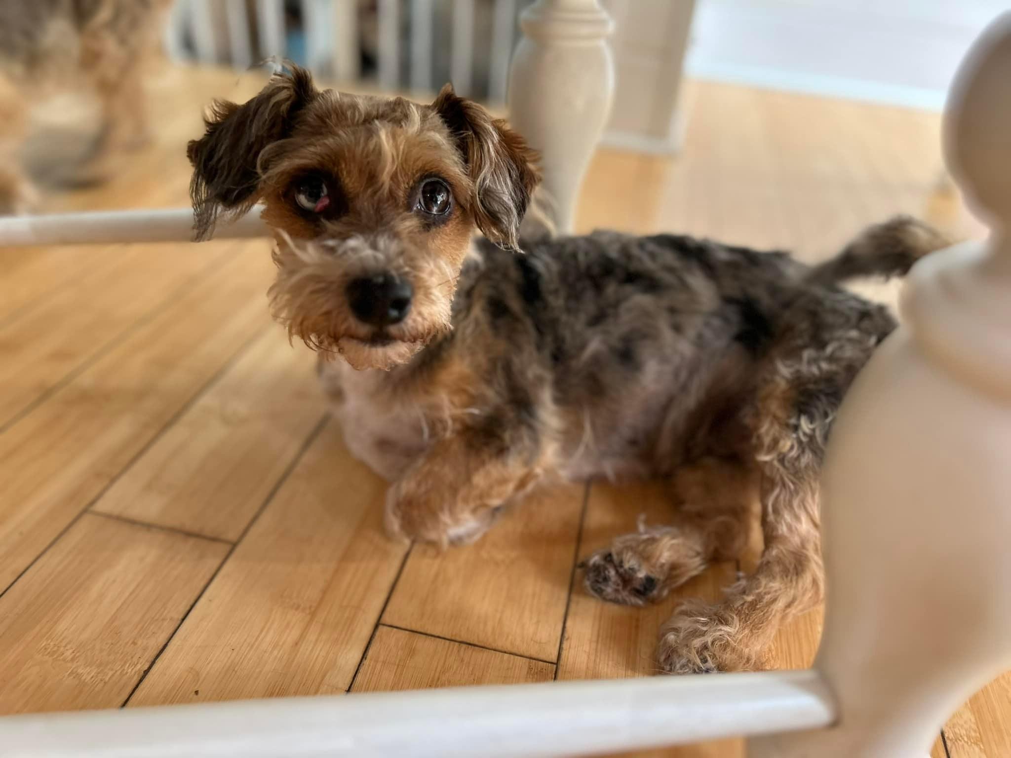 Jazz (D1830) and Wobbles (D1831), a Adopted mixed breed in Hayes, VA image 4/6