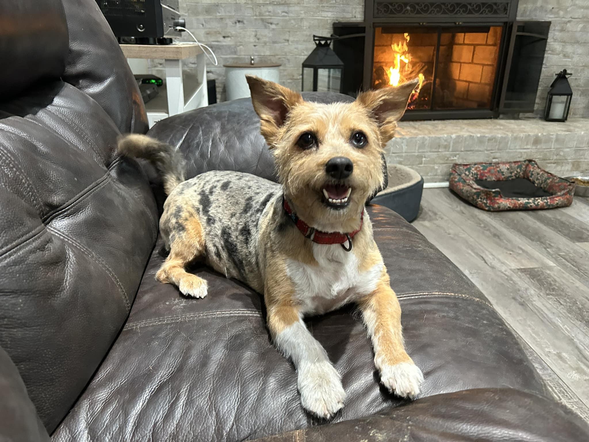 Jazz (D1830) and Wobbles (D1831), a Adopted mixed breed in Hayes, VA image 5/6