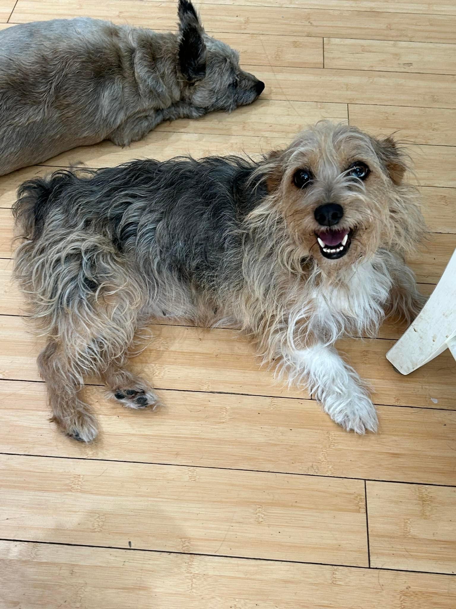 Jazz (D1830) and Wobbles (D1831), a Adopted mixed breed in Hayes, VA image 6/6