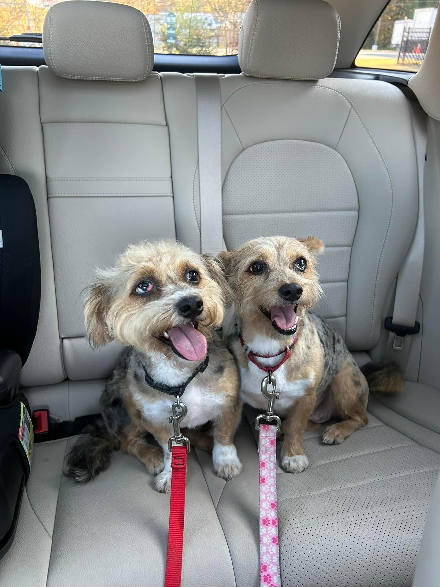 Jazz (D1830) and Wobbles (D1831), Adopted, Adult Female Yorkshire Terrier.