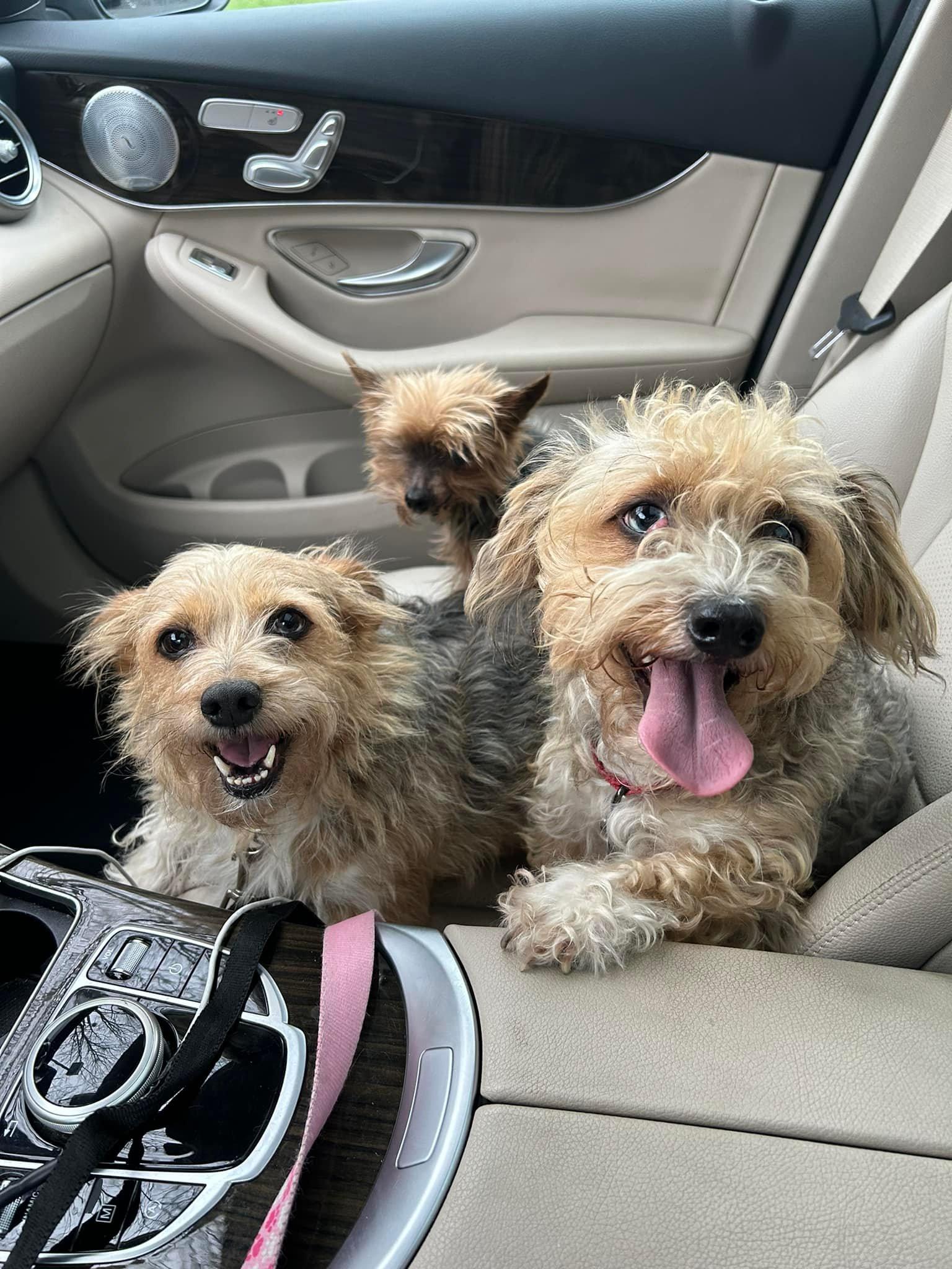 Jazz (D1830) and Wobbles (D1831)