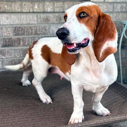 LUNA, Adopted, Young Female Basset Hound.