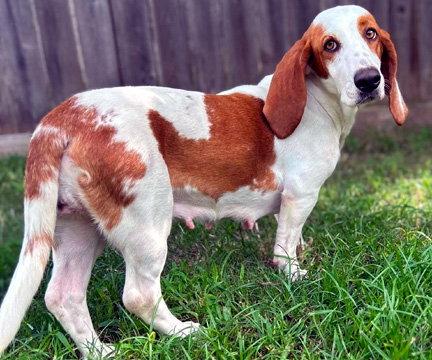 Enlarge LUNA, a Adopted Basset Hound in Mays Landing, NJ image 2/3
