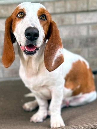 Enlarge LUNA, a Adopted Basset Hound in Mays Landing, NJ image 3/3