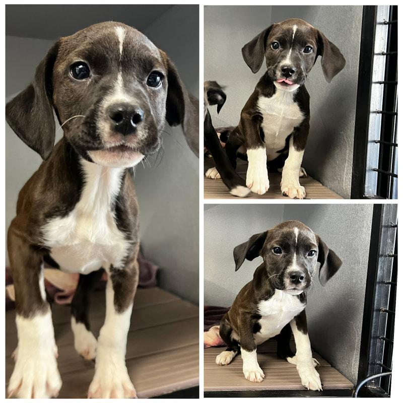 Enlarge Danish , a ADOPTABLE Mixed Breed in Dublin, VA image 1/1