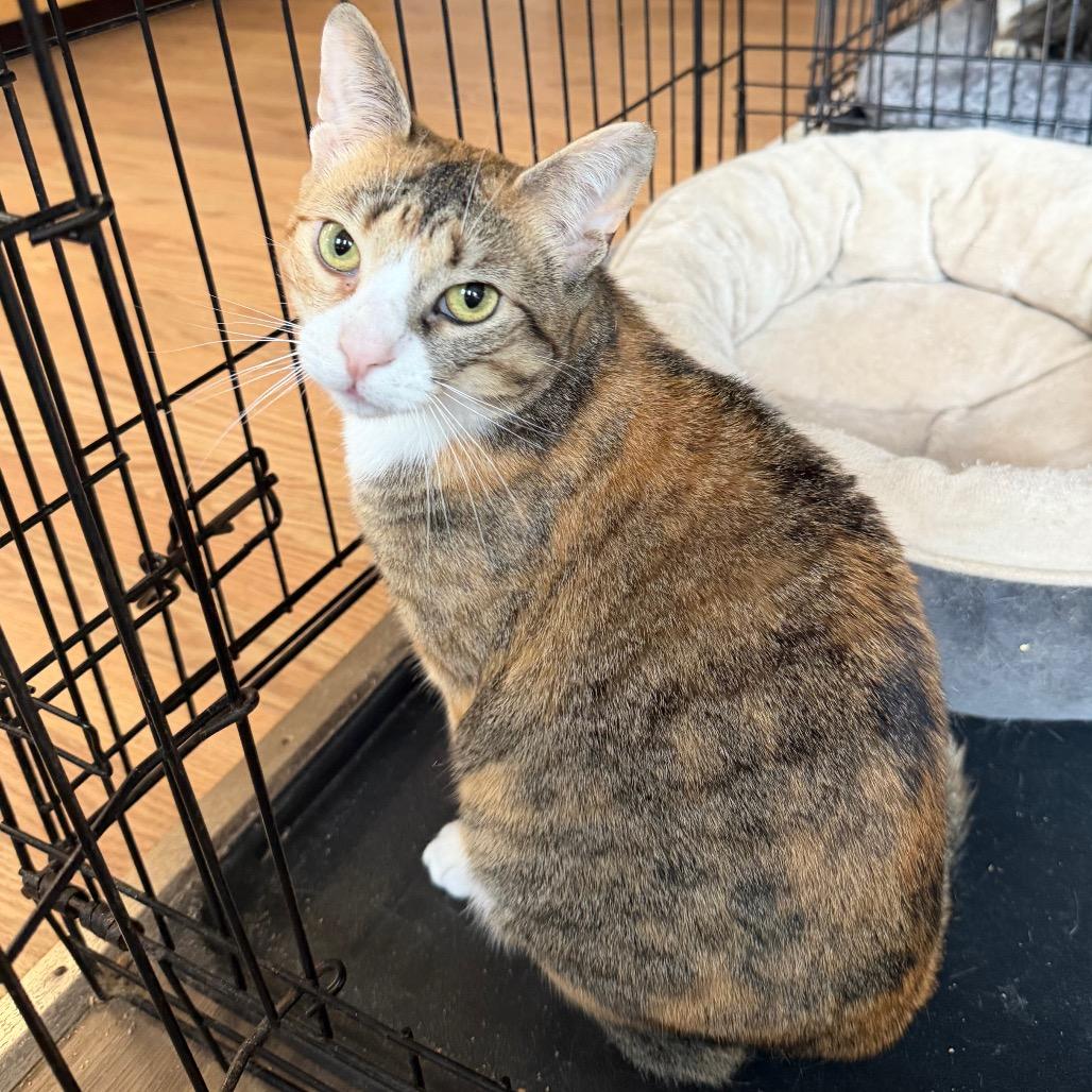 Bridgette, Adoptable, Adult Female Domestic Short Hair.