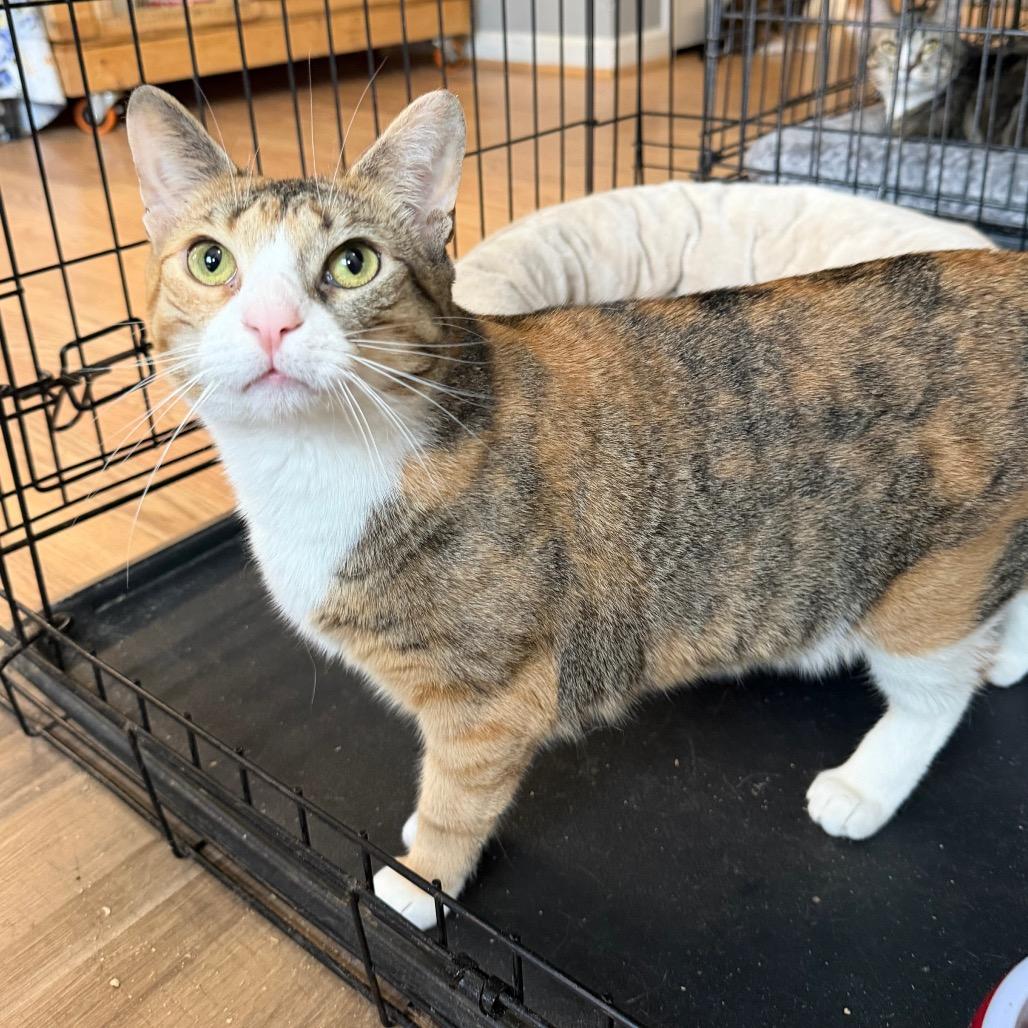 Enlarge Bridgette, a Adoptable Domestic Short Hair in Wappingers Falls, NY image 2/2