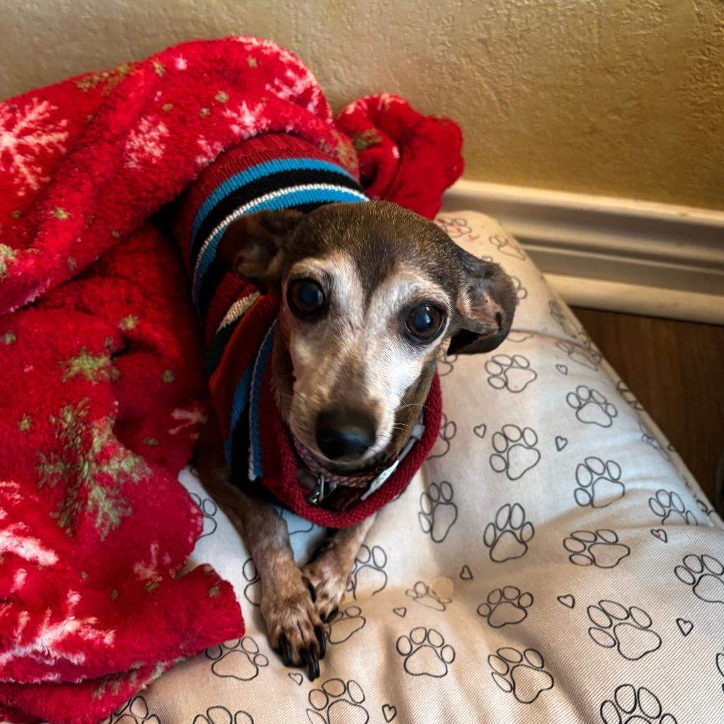 Enlarge Amy, a Adoptable mixed breed in Beaumont, TX image 2/4