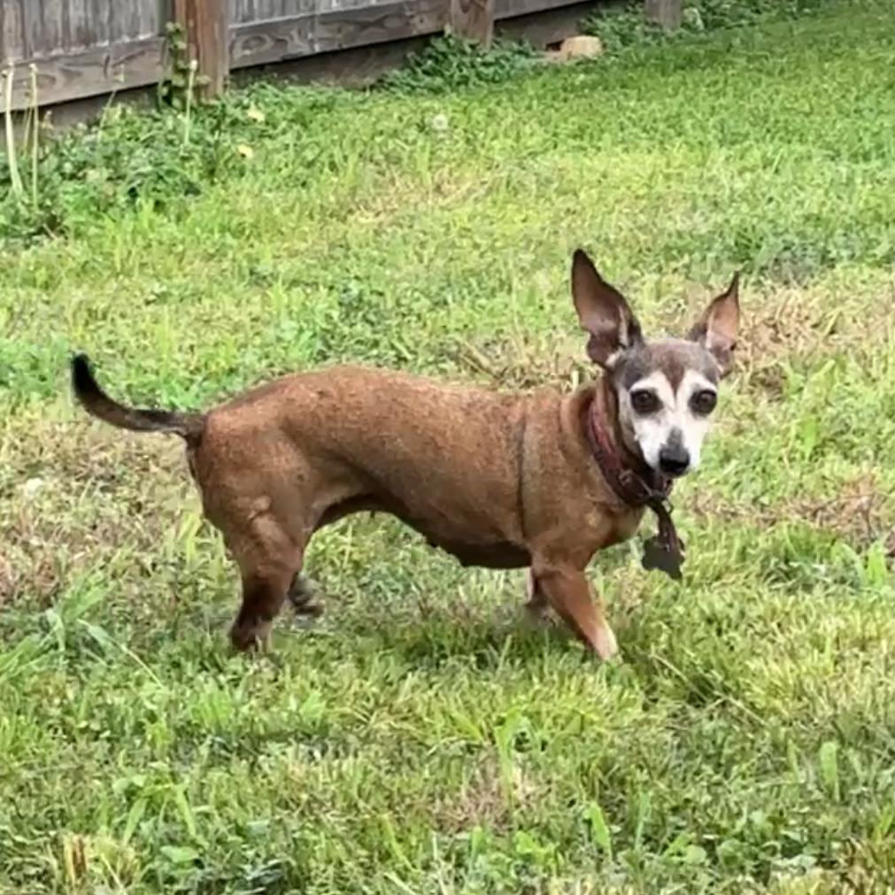 Enlarge Amy, a Adoptable mixed breed in Beaumont, TX image 3/4