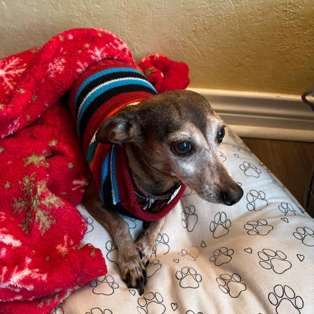 Enlarge Amy, a Adoptable mixed breed in Beaumont, TX image 4/4