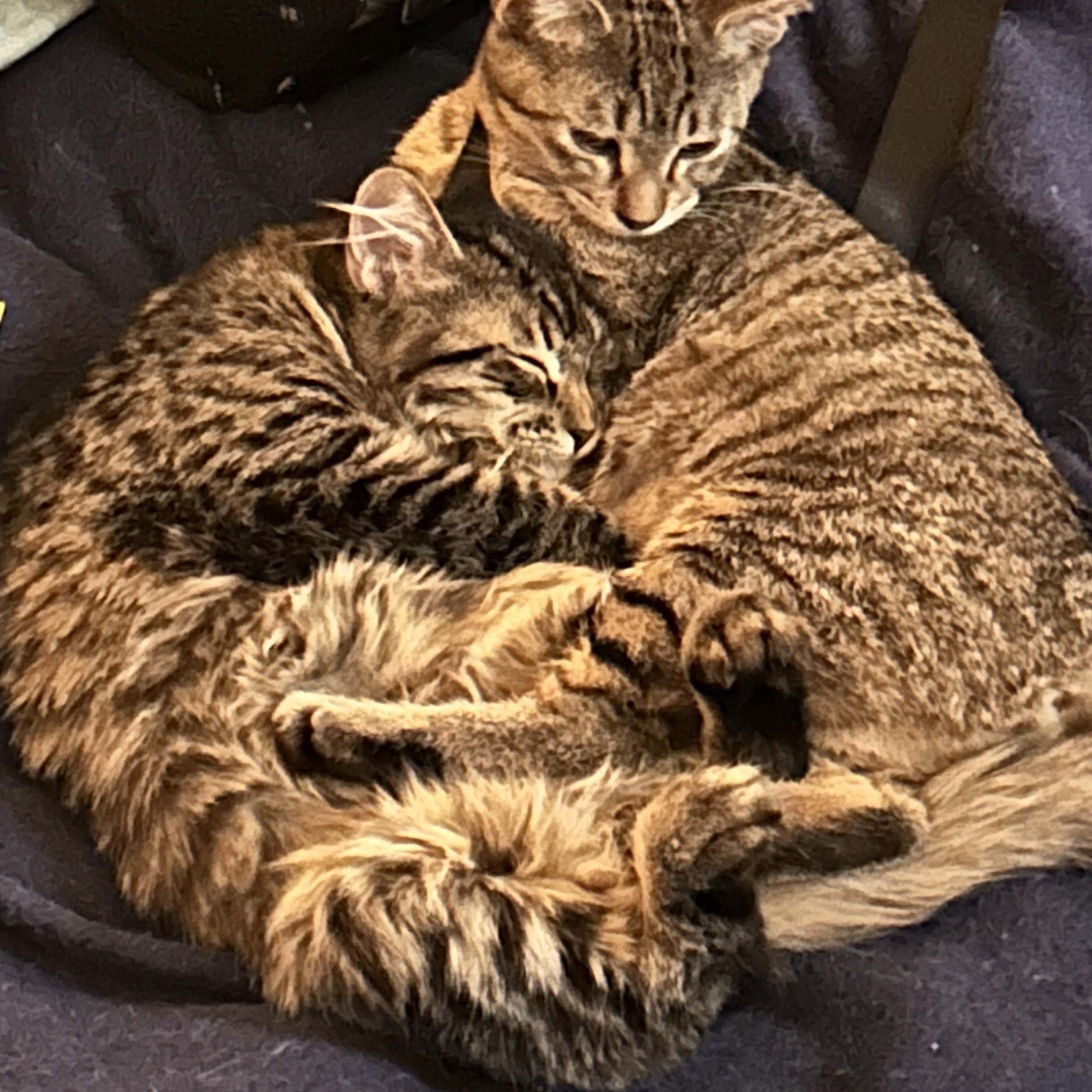 Enlarge Darby and Jakuta, a Adoptable Tabby in Gilbert, AZ image 1/4
