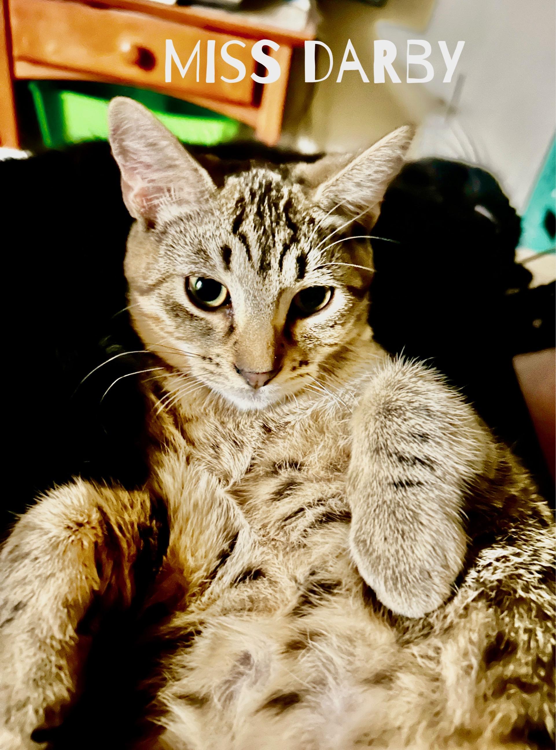 Enlarge Darby and Jakuta, a Adoptable Tabby in Gilbert, AZ image 3/4