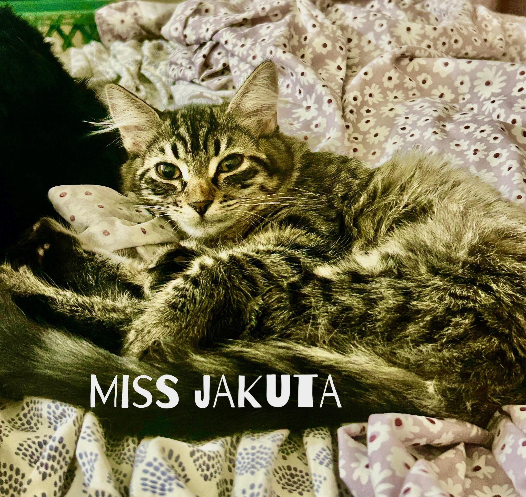 Enlarge Darby and Jakuta, a Adoptable Tabby in Gilbert, AZ image 4/4